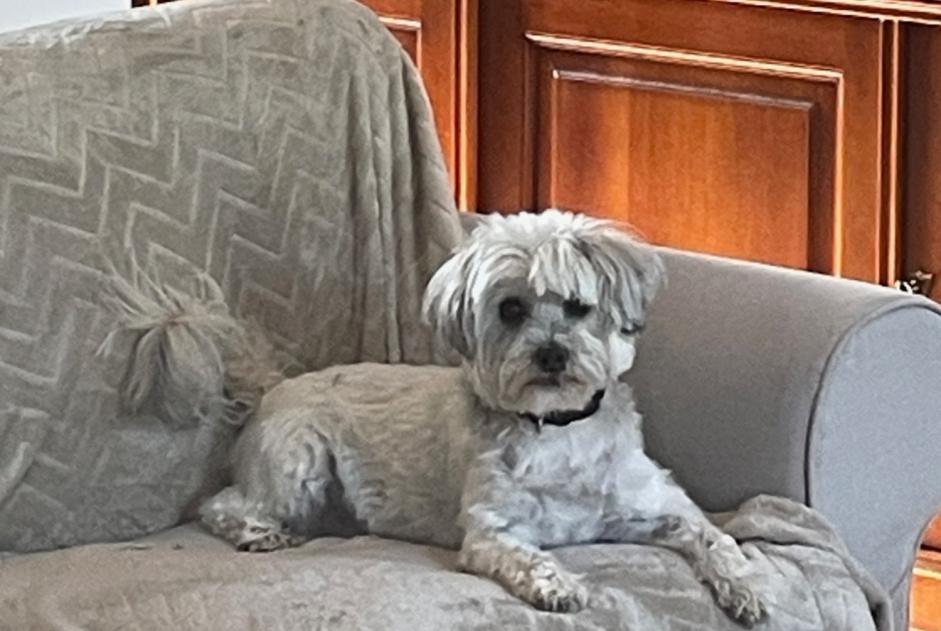 Alerte Disparition Chien Mâle , 14 ans Saint-Jean France Alerte Disparition Chien Mâle , 14 ans Saint-Jean France
