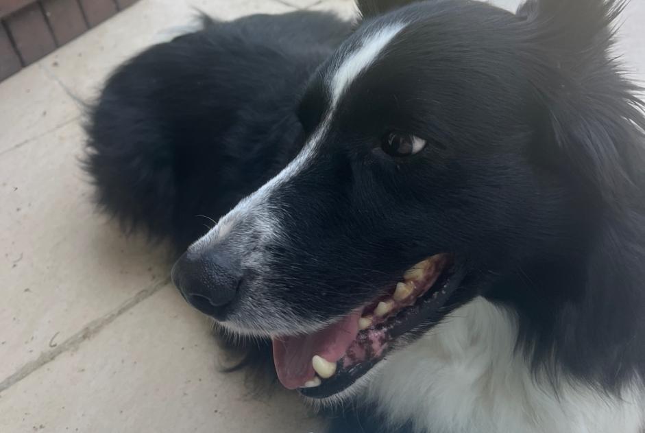 Alerte Découverte Chien Inconnu Fonsorbes France