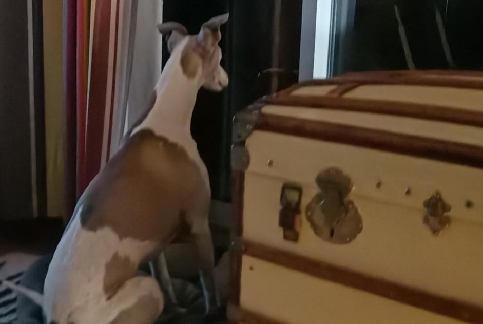 Alerte Disparition Chien  Mâle , 10 ans Saint-Gaudens France